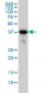 MAPK13 / p38delta Antibody (clone 2B2)